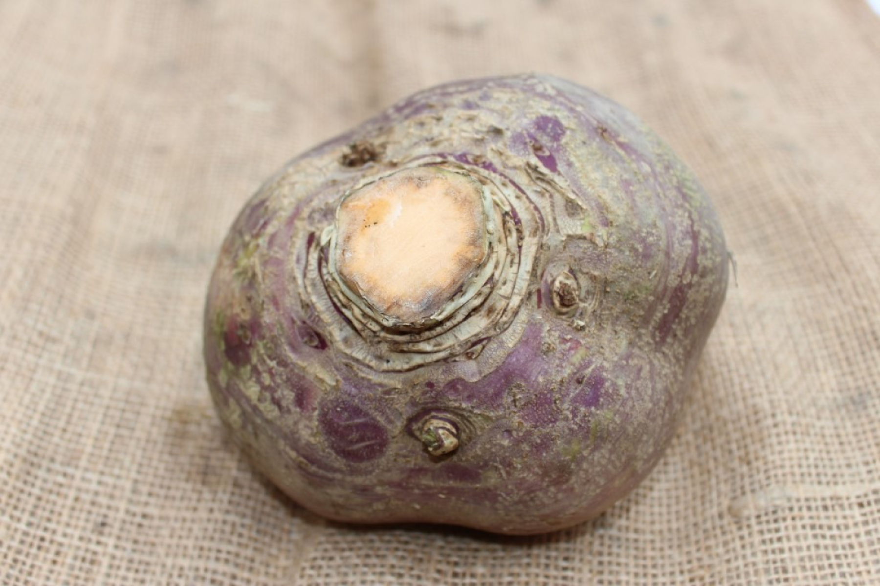 Steckrübe