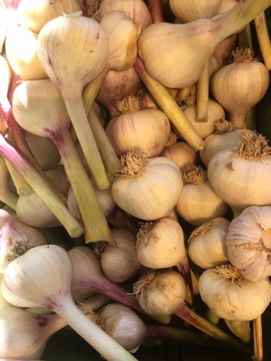 Knoblauch