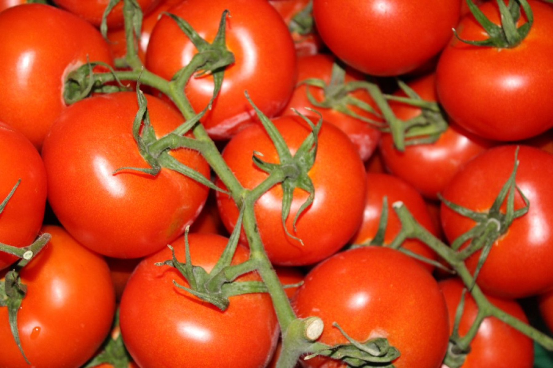 Strauchtomate