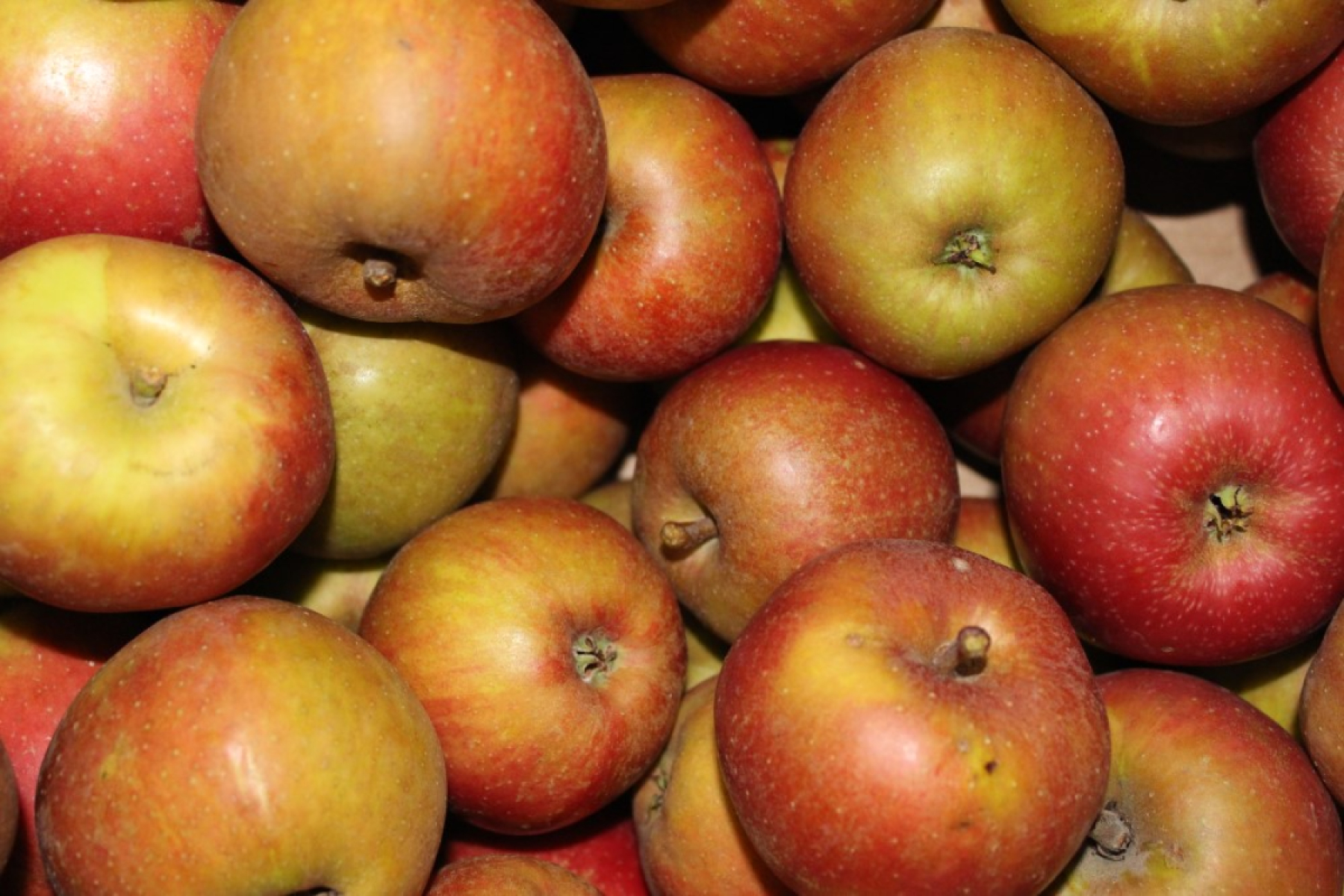 Apfel Boskoop (säuerlich)