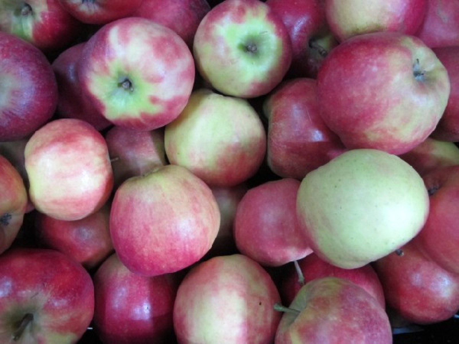 Apfel Elstar (süß-sauer)