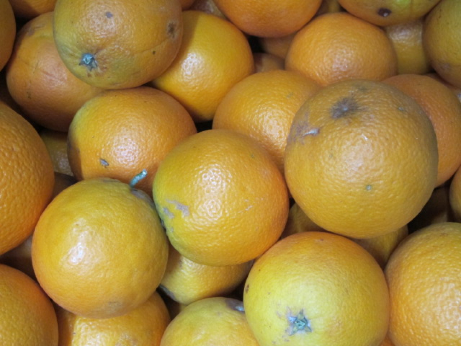 Orangen