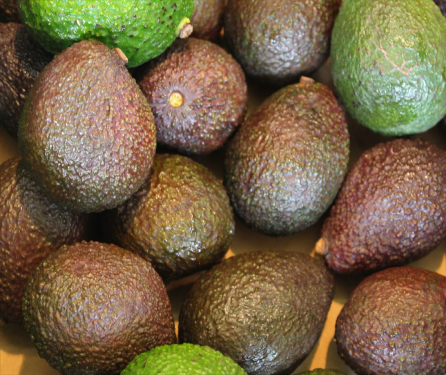 Avocado