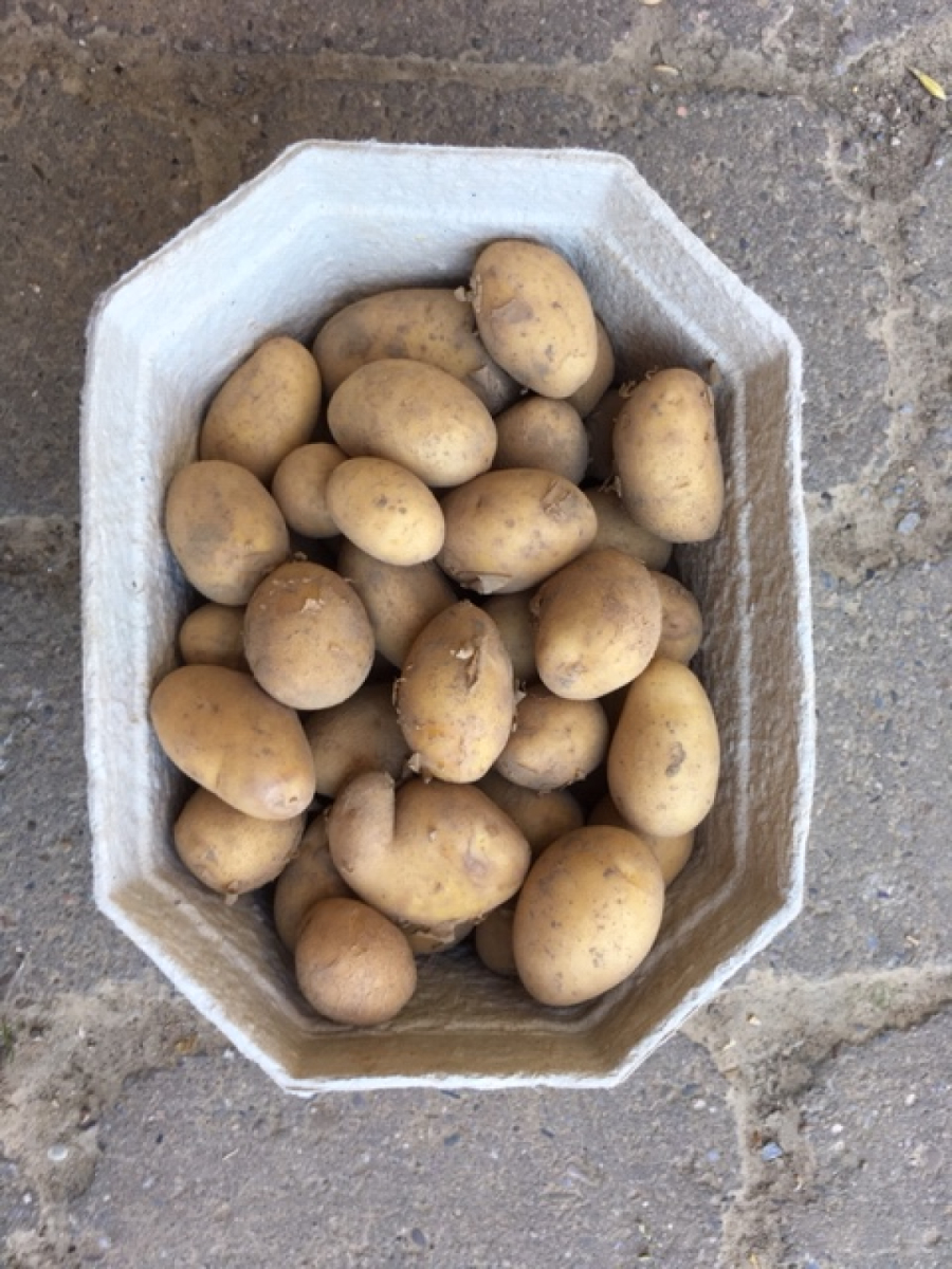 Drillinge 1 kg