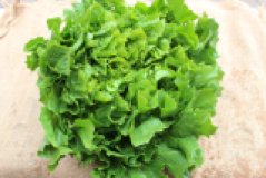 Endivie