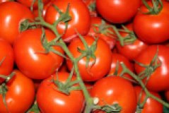 Strauchtomate