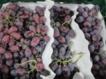 Traube rot kernlos