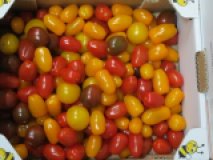 Cherrytomate bunter Mix