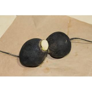 Schwarzer Rettich, eigen